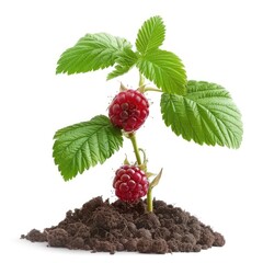 Sticker - Ripe raspberries with leaf isolated on a white background,  
