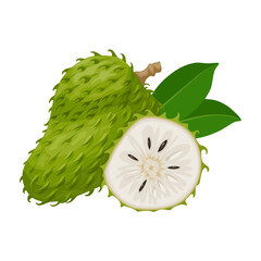 Wall Mural - Vector illustration, Soursop fruit, also known as zuurzak, scientific name Annona muricata, isolated on white background.