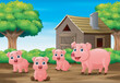 Three little pig playing in farm house background