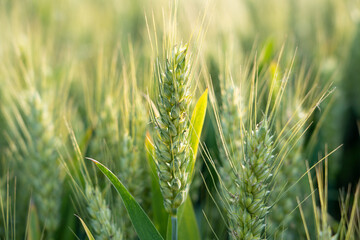 Wall Mural - close up of fresh ears of young green wheat in field. Agriculture scene.