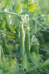 Wall Mural - green pea pods on a pea plants in a garden. Growing peas outdoors