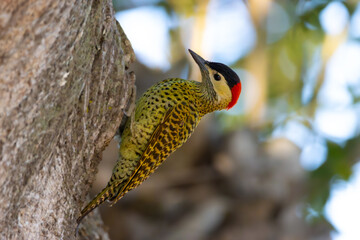 Wall Mural - woodpecker