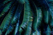 tropical palm leaf and shadow, abstract natural green background, dark tone textures.