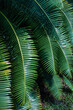 tropical palm leaf and shadow, abstract natural green background, dark tone textures.