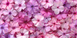 Creeping flower patterned background. Flower texture background.  