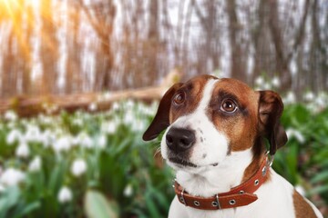 Sticker - Fluffy Dog among flowers in forest