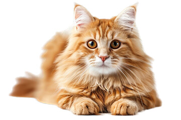 Wall Mural - British Longhair Cat Isolated