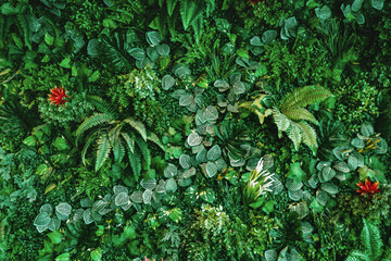 Wall Mural - lush green plant with a red flower in the foreground
