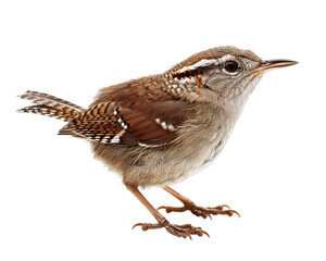 Canvas Print - Wren Bird Isolated