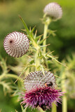 Fototapeta  - bumblebee on a thistle flower in the garden. macro