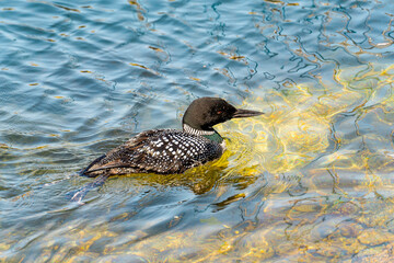 Wall Mural - Common loon or great northern diver (Gavia immer) swimming in the ocean bay.