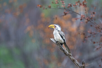 Wall Mural - Yellow billed horn-bill