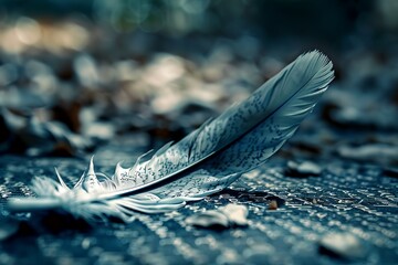 Wall Mural - a feather is laying on the ground