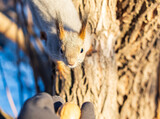 Fototapeta Nowy Jork - Squirrel eats nuts from a man's hand. Caring for animals in winter or autumn.
