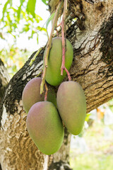 Wall Mural - Close-up of mango fruits on the mango tree in Tainan, Taiwan.