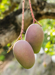 Wall Mural - Close-up of mango fruits on the mango tree in Tainan, Taiwan. 