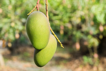 Wall Mural - Close-up of mango fruits on the mango tree in Tainan, Taiwan.