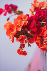 Sticker - pink geranium in the vase