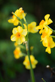 Fototapeta  - yellow narcissus in the garden