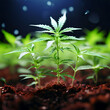 cannabis little seedlings of the plant generative ai