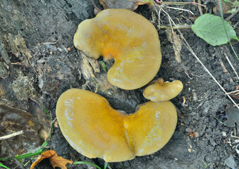 Canvas Print - Edible mushrooms (Sarcomyxa serotina)