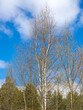 green foliage of birch trees in spring