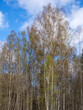 green foliage of birch in spring