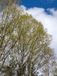 foliage of birch trees in spring