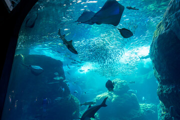 水族館の水槽を泳ぐマンタ、サメ、イワシの群、魚、新江ノ島水族館（えのすい）