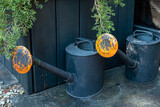 Fototapeta Tulipany - black watering can in the garden