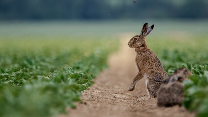 a few rabbits looking for food in a middle of cabbage field