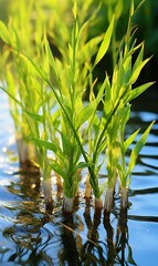 Wall Mural - horsetails bamboo