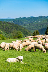 Sheepherd dog guarding sheeps grazing in Pieniny mountains in Poland at spring.