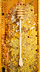 Wall Mural - Beekeeping products. Organic honey in honeycombs and a wooden honey stick. Top view.