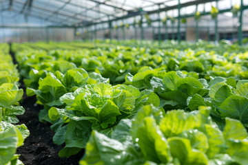 Wall Mural - A vast greenhouse facility showcasing rows of lush, organic vegetables grown using advanced hydroponic technology, with plants nurtured in nutrient-rich water solutions  