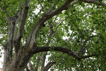 Natural green abstract background.Tree branches and leaves close up.