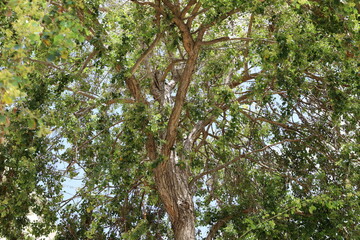 Natural green abstract background.Tree branches and leaves close up.