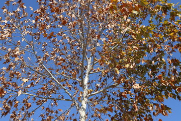 Natural green abstract background.Tree branches and leaves close up.