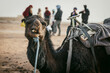 Close up of camel in desert tour with tourists in background.  Narrow depth of field.