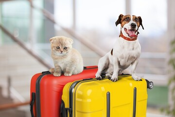 Wall Mural - Travel concept with dog and cat on suitcase.