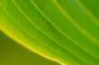 © Point of view - bright green sunny abstract background with golden lines