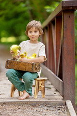 Happy beautiful child, kid, playing with small beautiful ducklings or goslings, cute fluffy yellow animal birds