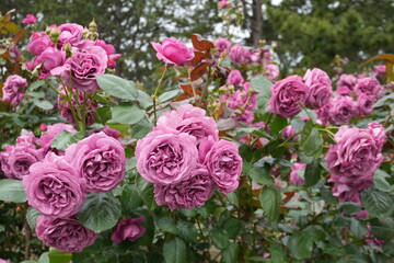 Wall Mural - rose garden in spring