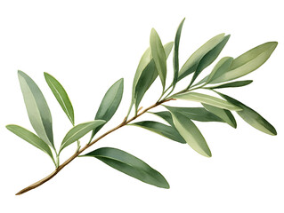 Wall Mural - Watercolor illustration of a olive tree branch with green leaves on white background 