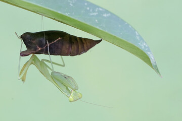 Wall Mural - A green praying mantis waits for a young butterfly to emerge from its cocoon. This insect has the scientific name Hierodula sp.