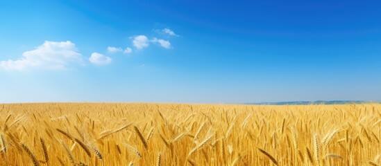 Aufkleber - A picturesque wheat field with a clear blue sky serving as a perfect backdrop for a copy space image