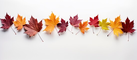 Aufkleber - A fall themed arrangement of leaves on a blank white backdrop presenting a copy space image
