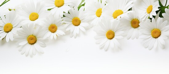 Leinwandbilder - White background copy space image with close up view of daisies allowing room for text