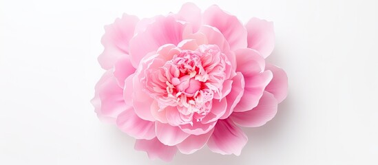 Poster - Top view of a pink peony flower displayed on a white background providing ample copy space for your text The flower is isolated creating a flat lay pattern