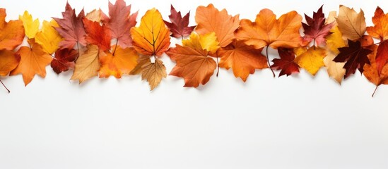 Poster - A top down view of a border frame made from vibrant autumn leaves isolated on a white background The image evokes the essence of autumn fall and Thanksgiving while showcasing the beauty of nature Per